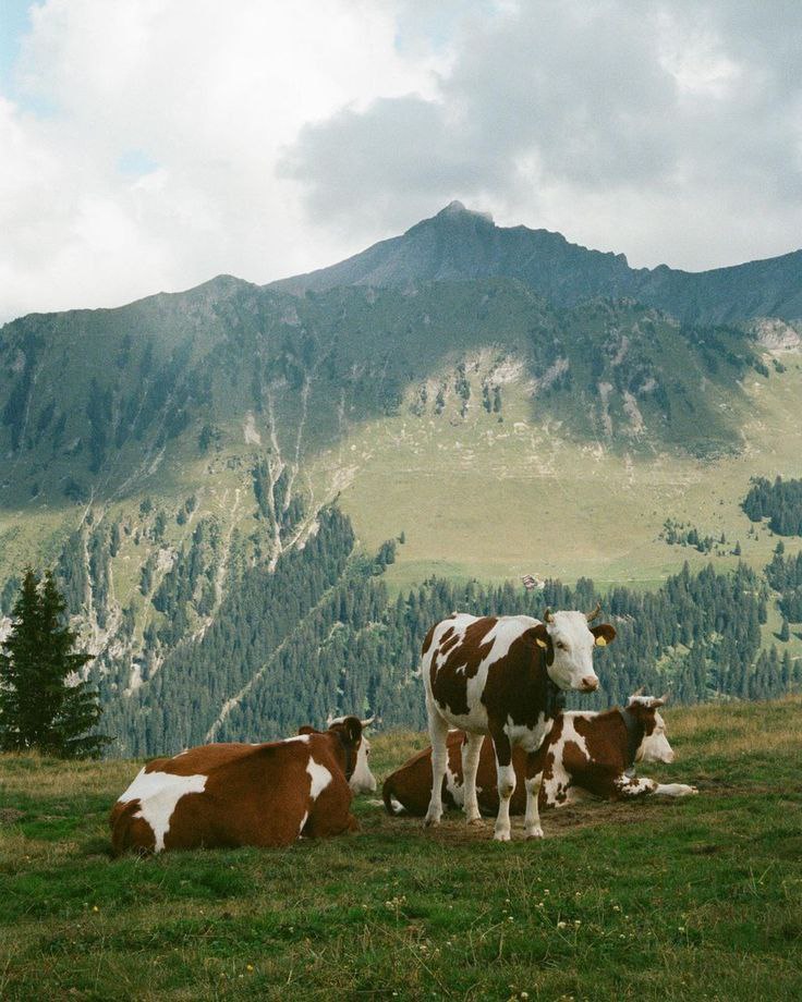 در حسرت یک روز گاو بودن در سوئیس: