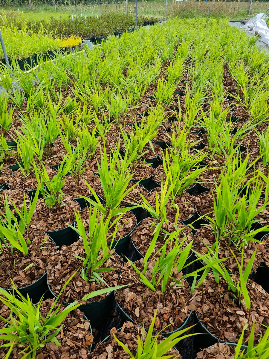 Great to see the first of 2000 2Litre Hakonechloa macra being potted this week. Hopefully ready towards late summer. #grasses #ornamentalgrasses #peatfree #ukgrown