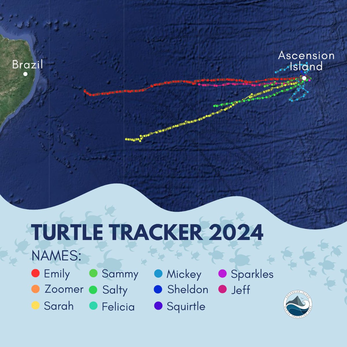 All 11 of this year's turtle satellite tags have been deployed; you can track their progress at: my.wildlifecomputers.com/data/map/?id=6…. Emily, named by the children at @twoboatsschool, is leading the way!

@ExeterMarine  @BlueBeltProgramme
#smallislandBIGVISION
📸: Wildlifecomputers.com