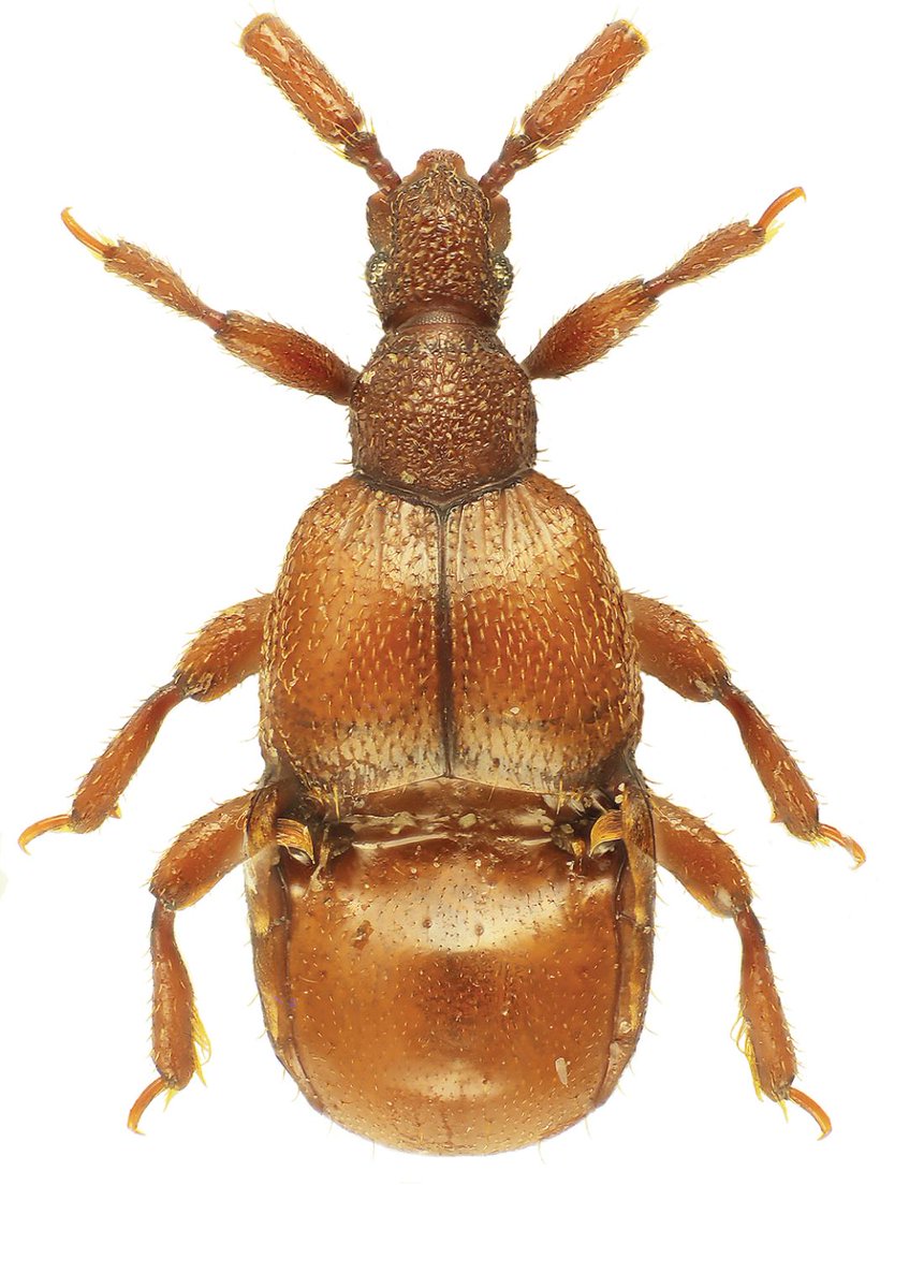 A new species of the myrmecophilous beetle supertribe Clavigeritae is described from Oman. Find out more about it here: doi.org/10.3897/zookey… #beetles #taxonomy #newspecies @mendelucz