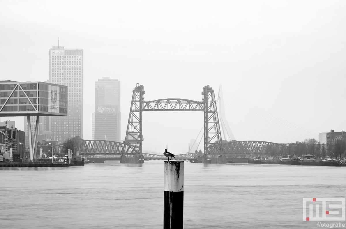 De #skyline van #Rotterdam door @marcvanderstelt als mooie afdruk op #canvas of #print. Verkrijgbaar in 18 landen in #Europa via shop.ms-fotografie.nl #art #behang #fineart #fotoprint #wanddoek #wallart #wallcover #dibond #vtwonen