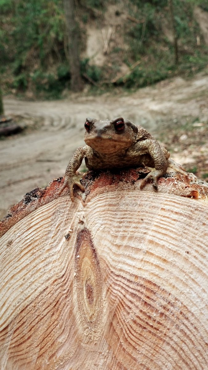 🐸 Visita sorpresa mentre fem treballs en un bosc de Douglas a Sant Hilari Sacalm 🫠