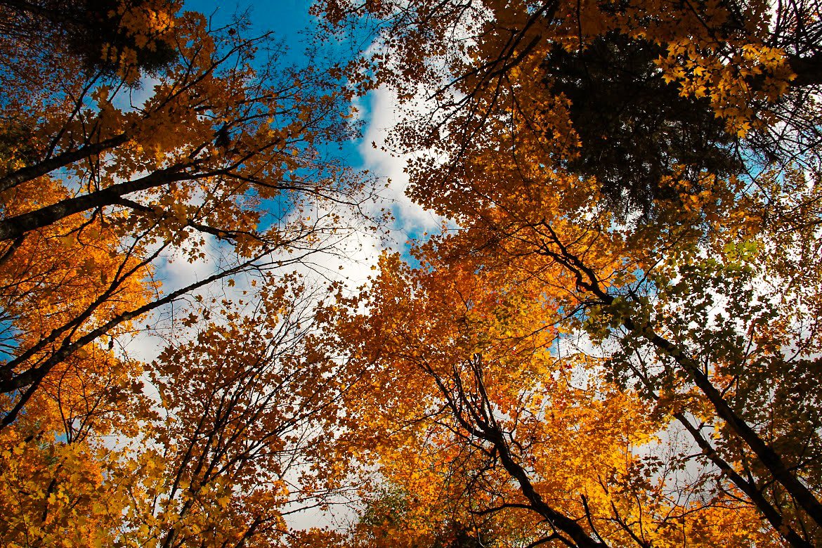 “Autumn teaches us the beauty of letting go. Growth requires release“ ~Ka’aala #travelphotography #canonphotography #hiking #fallcolors #autumn #trees #algonquin #forest #canada #Ontario