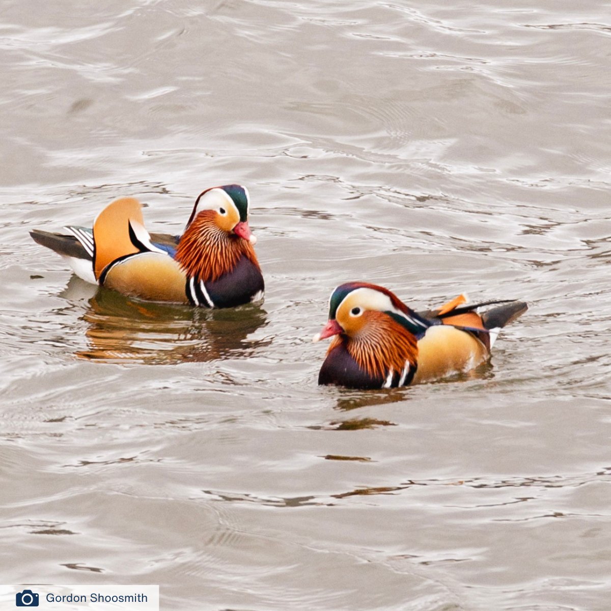 🦆 How adorable are these little beauties?! 😍 Who else has been lucky enough to catch a glimpse of these stunning mandarin ducks on Windermere? #MandarinDucks #BirdWatching #BirdsOfInstagram