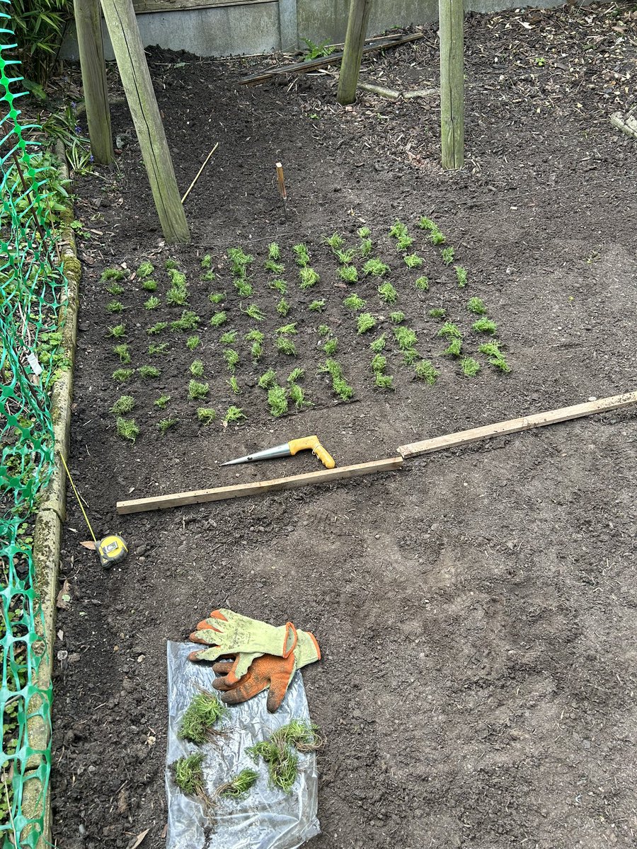 Spent months planning this job and working closely with the client and supplier. It’s game time and I have planted 88 Camomile seedlings the past thirty minutes and there’s 962 left to go into the ground 🌱🌿