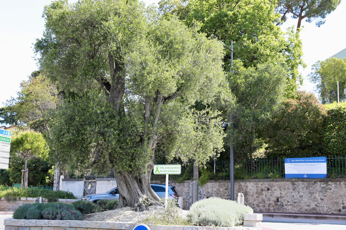 🔴 @davidlisnard dévoile la plaque « Ville ambassadrice du don d’organes », distinction décernée à Cannes par le collectif Greffes+, et qui sera symbolisée par l’« arbre de vie », un olivier tricentenaire, dans le quartier de l’avenue de Grasse, à proximité de l’@hopitaldecannes.