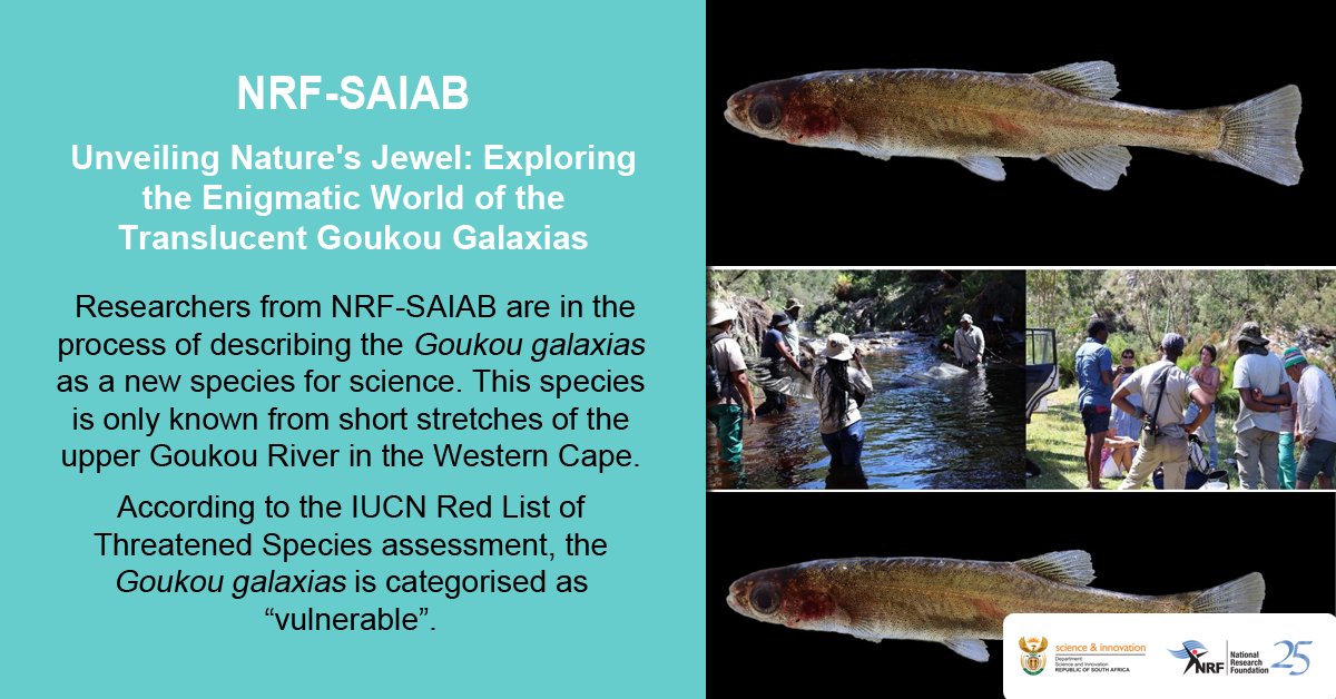 Researchers from @NRF_SAIAB are in the process of describing the Goukou galaxias as a new freshwater species for science. It is a unique fish with a semi-translucent body, and little is known about this species. Read more here: saiab.ac.za/unveiling-natu…