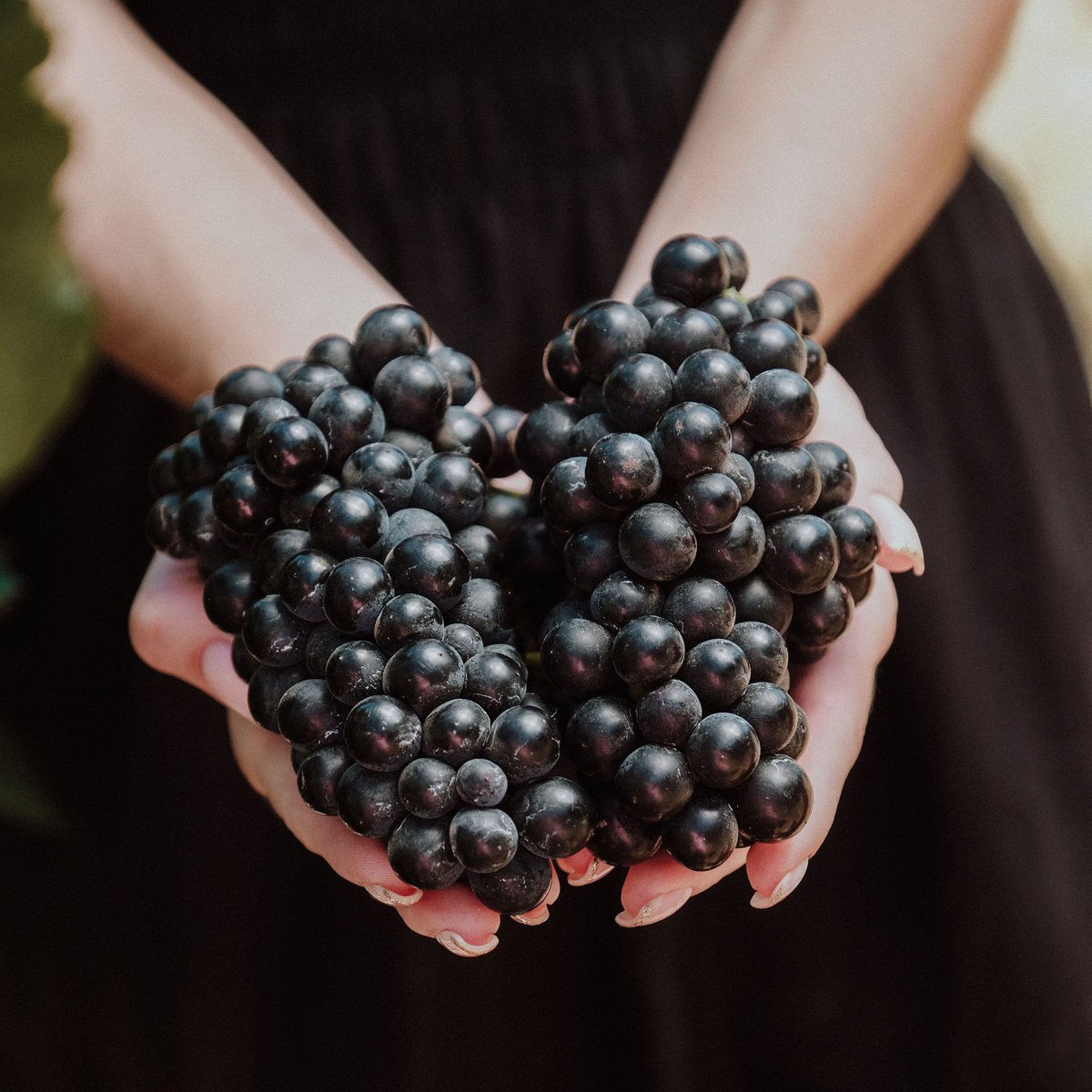 Breedekloof Makers tweet media