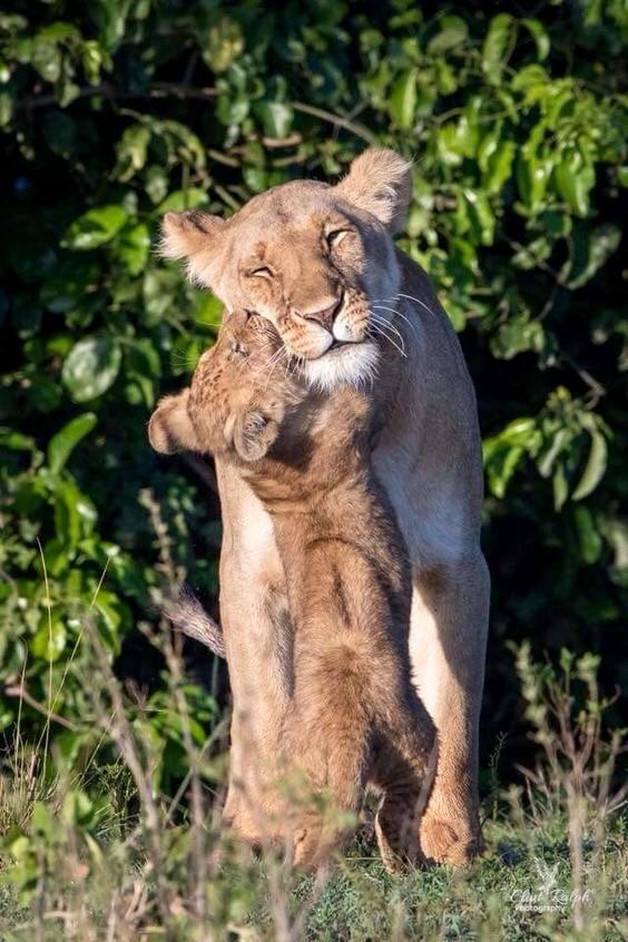 🦁🤗💛