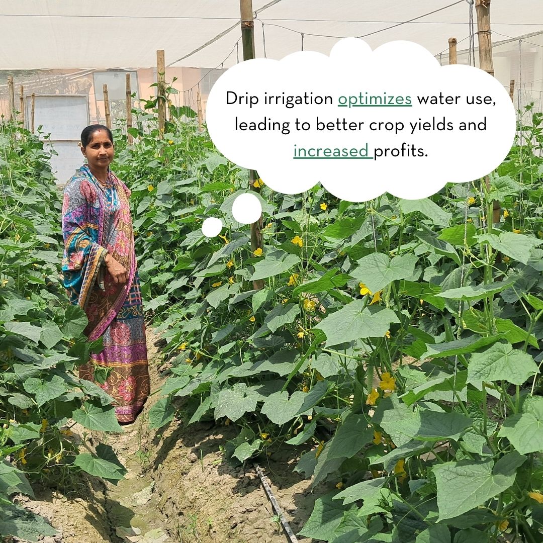 Farmers in Muzaffarpur are using a new way to grow crops, helping them improve harvest! This method is called 'protective agriculture.' Swipe and read what the farmers have to say. #agriculturaldevelopment #sustainability #sdg2 #farmers #womenfarmers #bihar