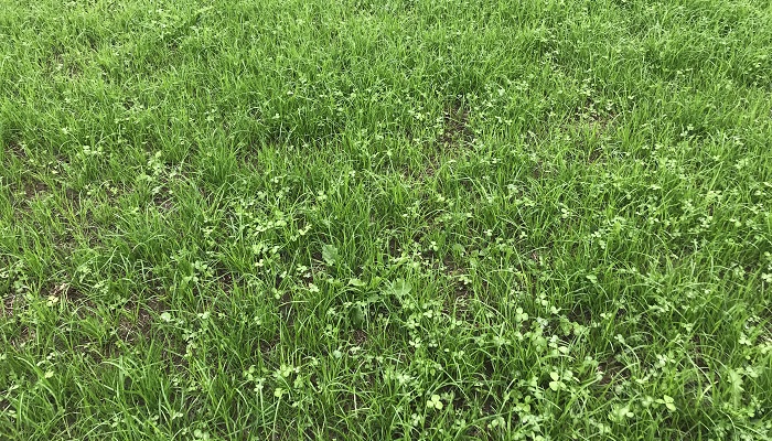 teagasc's tweet photo. Incorporating white clover in a full reseed is the most reliable method of clover establishment. Over-sowing is a simple and low-cost method of introducing white clover into swards. Read more here https://t.co/jVosxdT9fq 
@TeagascGrass10 @PastureBase #CloverWeek https://t.co/4dAiq2mPA7