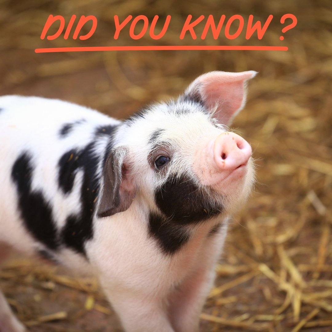 Di you know...
Pigs can sprint at speeds of up to 11 mph! For context, we average 12-15mph.

Find out more about pigs using the link below or in our bio:
farmiq.co.uk/courses/pig-co…

#farming #farmiq #pigs #didyouknow #fact #animals #farmanimals