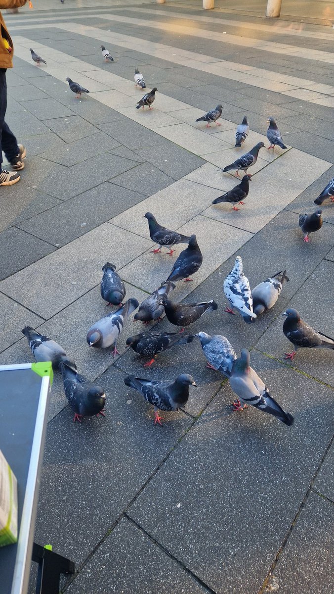 Nicht nur unsere obdachlosen Freunde sind vor Ort sondern auch die Tauben 😅🕊