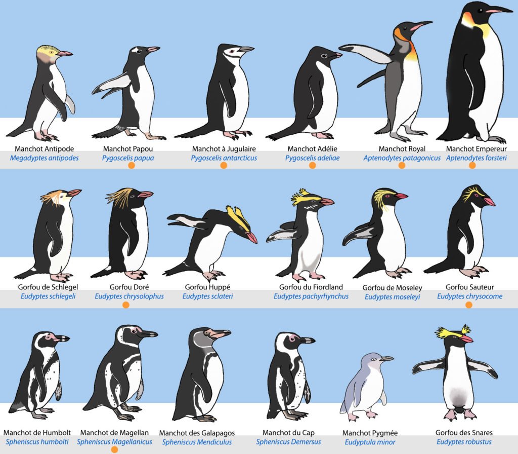 #LeSaviezVous Il existe 18 espèces de manchots ? 🐧 Mais seulement 8 résident sur le continent Antarctique, ses îles voisines & les archipels subantarctiques de la Géorgie du Sud et des Malouines. Pour la #JournéeMondialeDesManchots, apprenez-en plus avec JB Vannier 👇📚