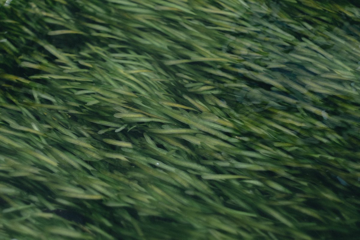 ヌイグモ tweet media