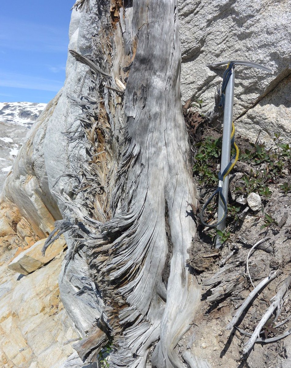 Surely one of the most impressive dendroglaciological find ever! 🤩❄️🌲💍 The 'Holy Grail site' at Camp glacier (BC) features several in situ stumps plastered against bedrock. Testifies a small glacier advance in 6.3 ka exceeding the 2000s extent! Pic @MtHemlock @UVTRL in 2018