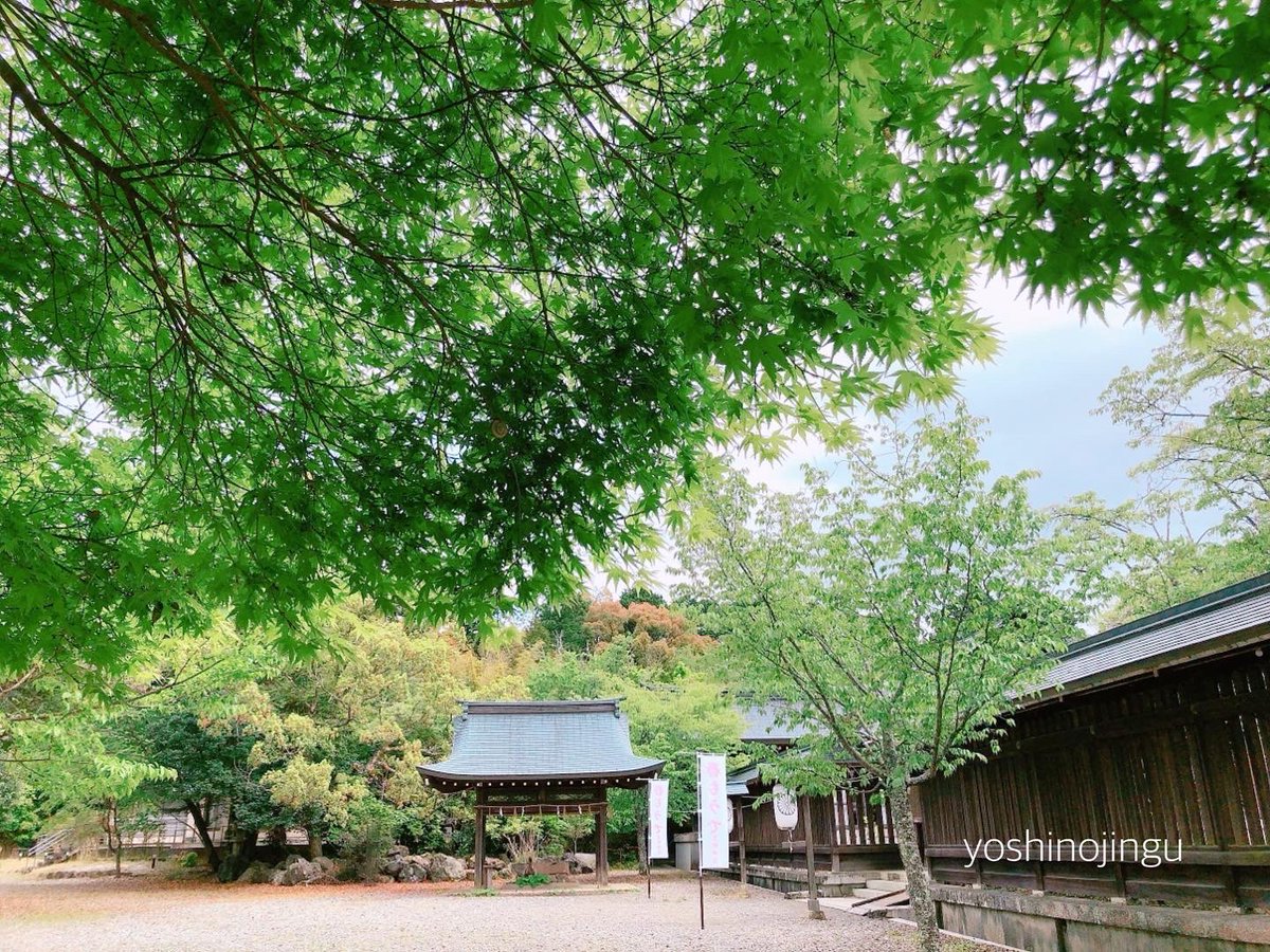 yoshinojingu tweet picture