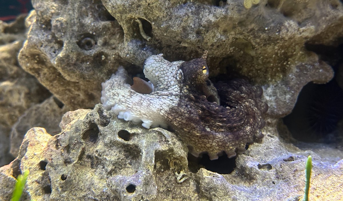 Spot the octopus! 🐙 The common octopus may be tricky to find – after all, it is a master of camouflage! Renowned for its rapid colour changes, the octopus can adapt its body colour to match that of the surrounding environment within seconds. #occyfacts