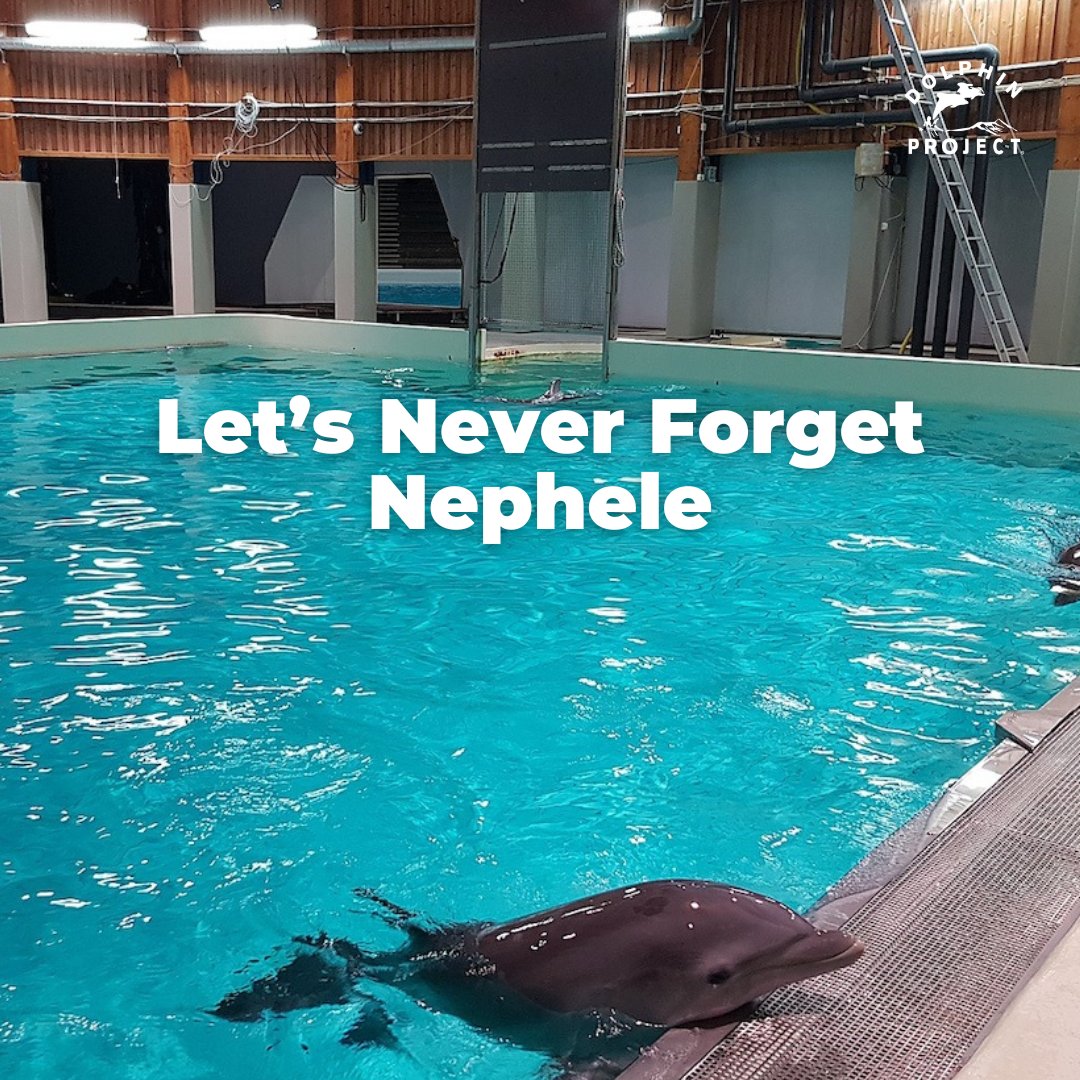 Last month, we reported on the death of 40-year-old Nephele at Kolmården Zoo’s dolphin stadium in Sweden. She died by suffocation when a piece of artificial seaweed became trapped in her throat. Read more on our blog at: bit.ly/3xRMate #DolphinProject #ThanksButNoTanks