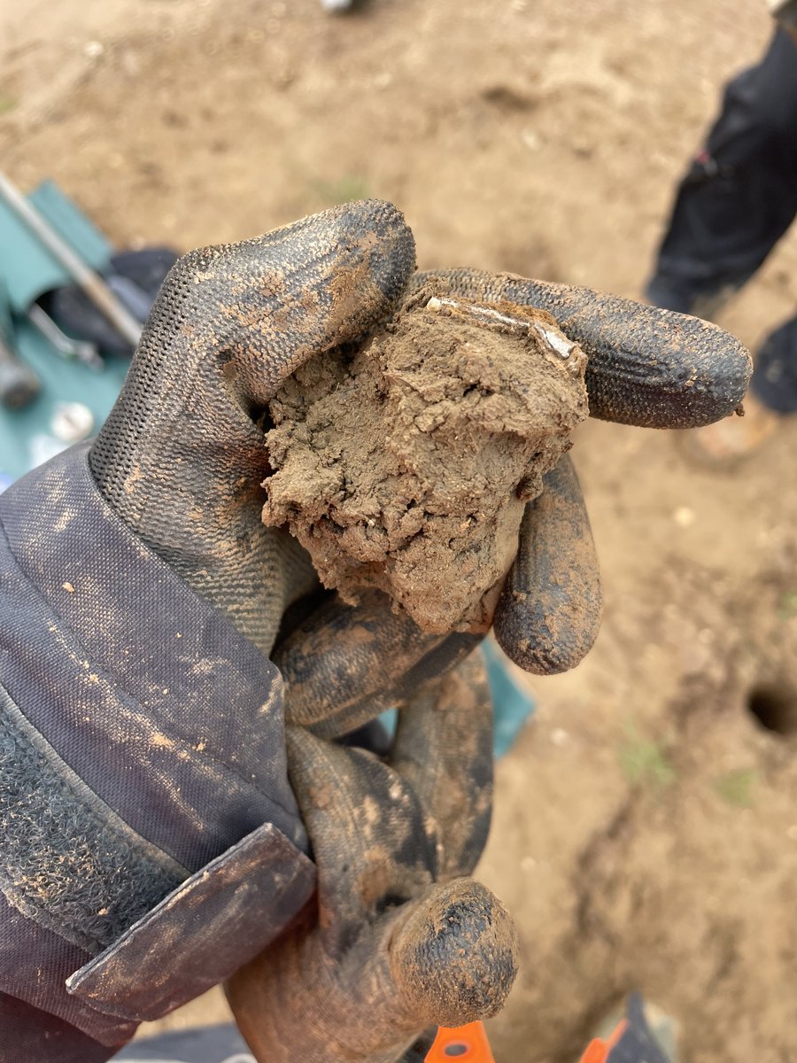 So excited to have finally got down to some really old dirt! This is sediment from the last ice age found a couple of meters down at one of our managed realignment field sites 
#environmentalscience #soilscience #rewilding #naturebasedsolutions