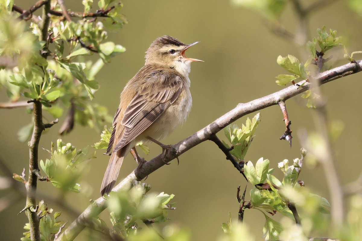 8spp warbler on #DuttonLocks patch this morning in the rain. The ploughed field held a Yellow Wagtail, a male Wheatear and a prob f Whinchat (too distant for bins) which flew north. Grasshopper warbler reeling from field behind where this Sedge Warbler was in song. @CAWOSBirding