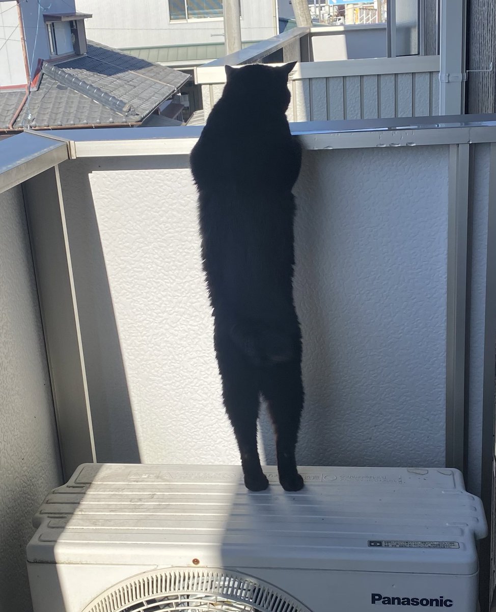 kaaaaaznya's tweet photo. うちのねこの後ろ姿可愛すぎんか https://t.co/DHiUKIWZEm