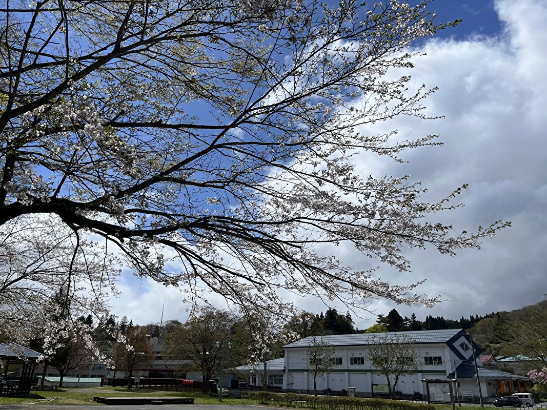 青森県新郷村の村役場前の公園
桜は散り始め。明日には葉の方が多くなるかな？
#青森県
#新郷村
#桜
