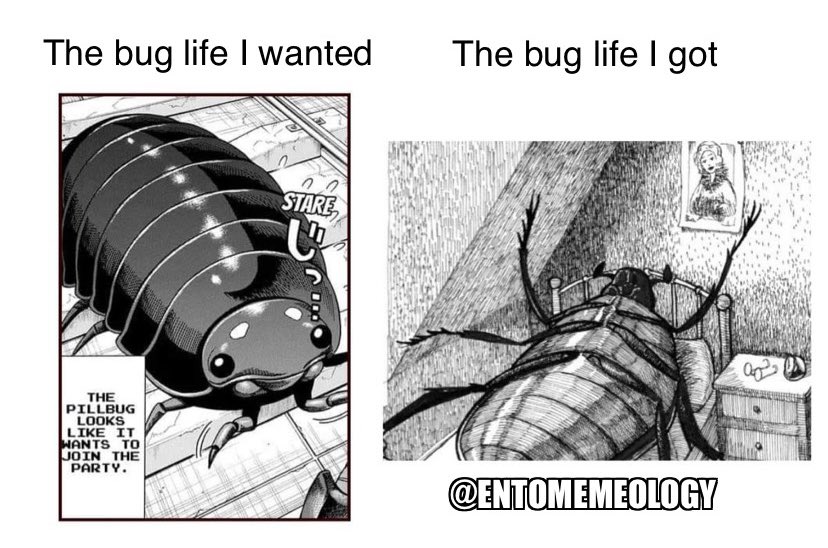 😑 #entomemeology #entomologymemes #kafka #themetamorphosis #franzkafka