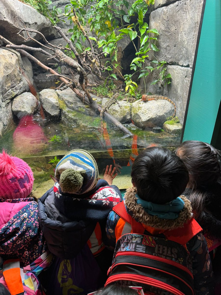 🦎🦅 The children have arrived at @zsllondonzoo and are having a blast! They're making great connections between their classroom learning about animals and different habitats and what they're seeing at the zoo. 🌍🦁🐒 #LearningInAction #EYFS #EducationOutsideTheClassroom