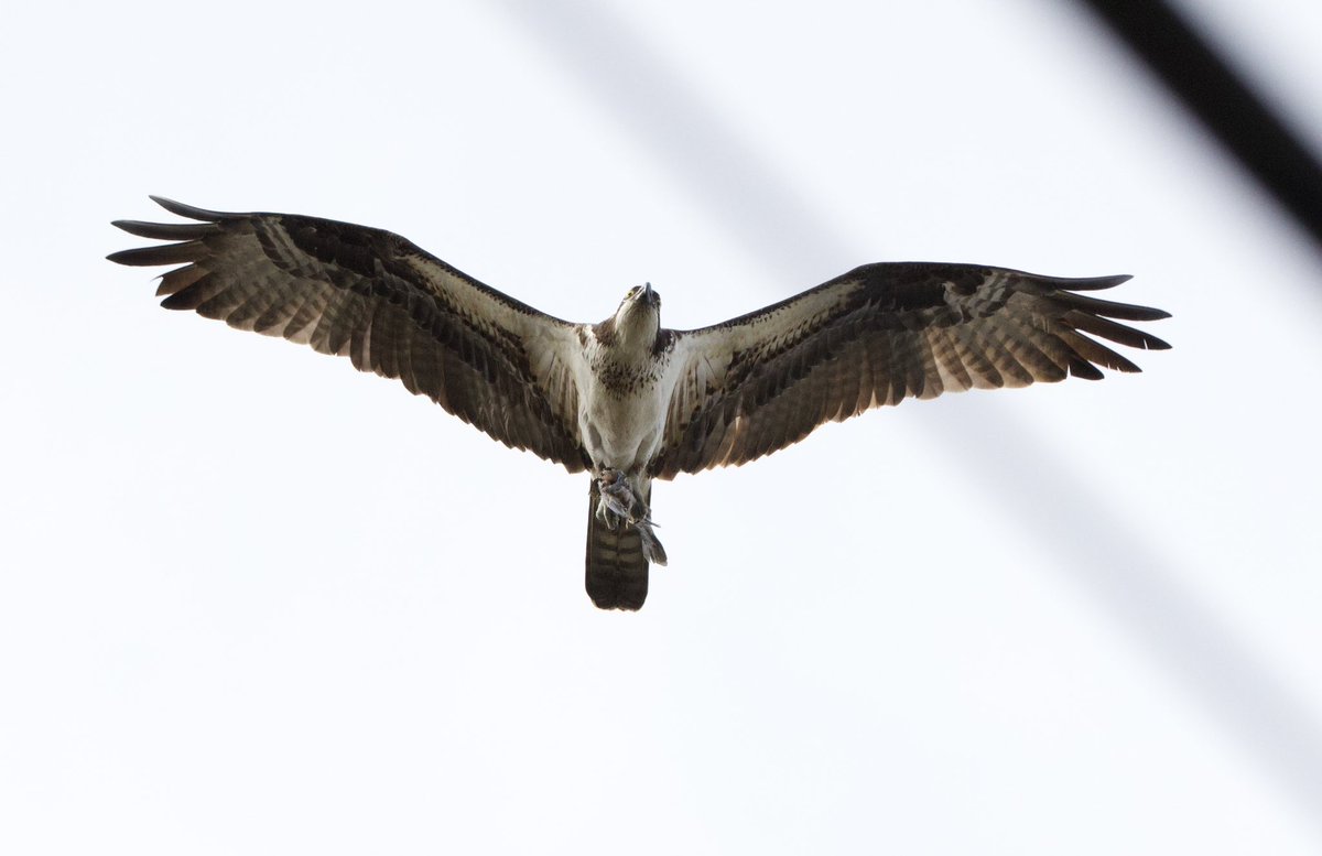 Bringing home the bacon…Or sushi. #TwitterNatureCommunity #CTNatureFans #birdphotography #osprey