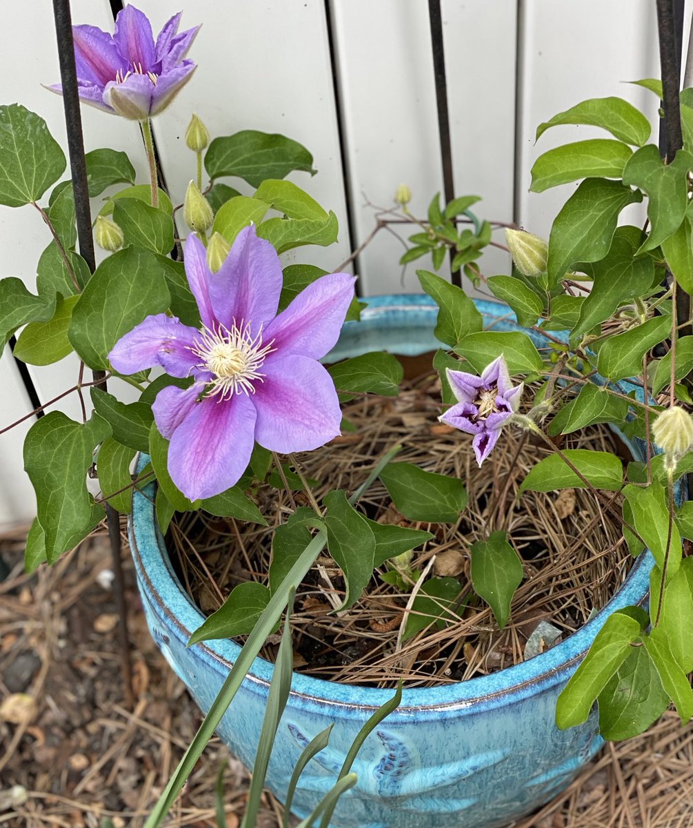 Three blooms and seven buds—happy dancing over here! 🤗 #ClematisThursday #GardeningX #MasterGardener
