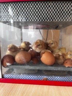 🥚 CHICK UPDATE! We now have 8 of these amazing fluffy creatures 💚 🐣 Staff & our residents are all loving watching the hatching 💚 🐤 Hatching at James Page & The Beeches. James Page House: buff.ly/3zV0T2Z The Beeches: buff.ly/3sW9zBv