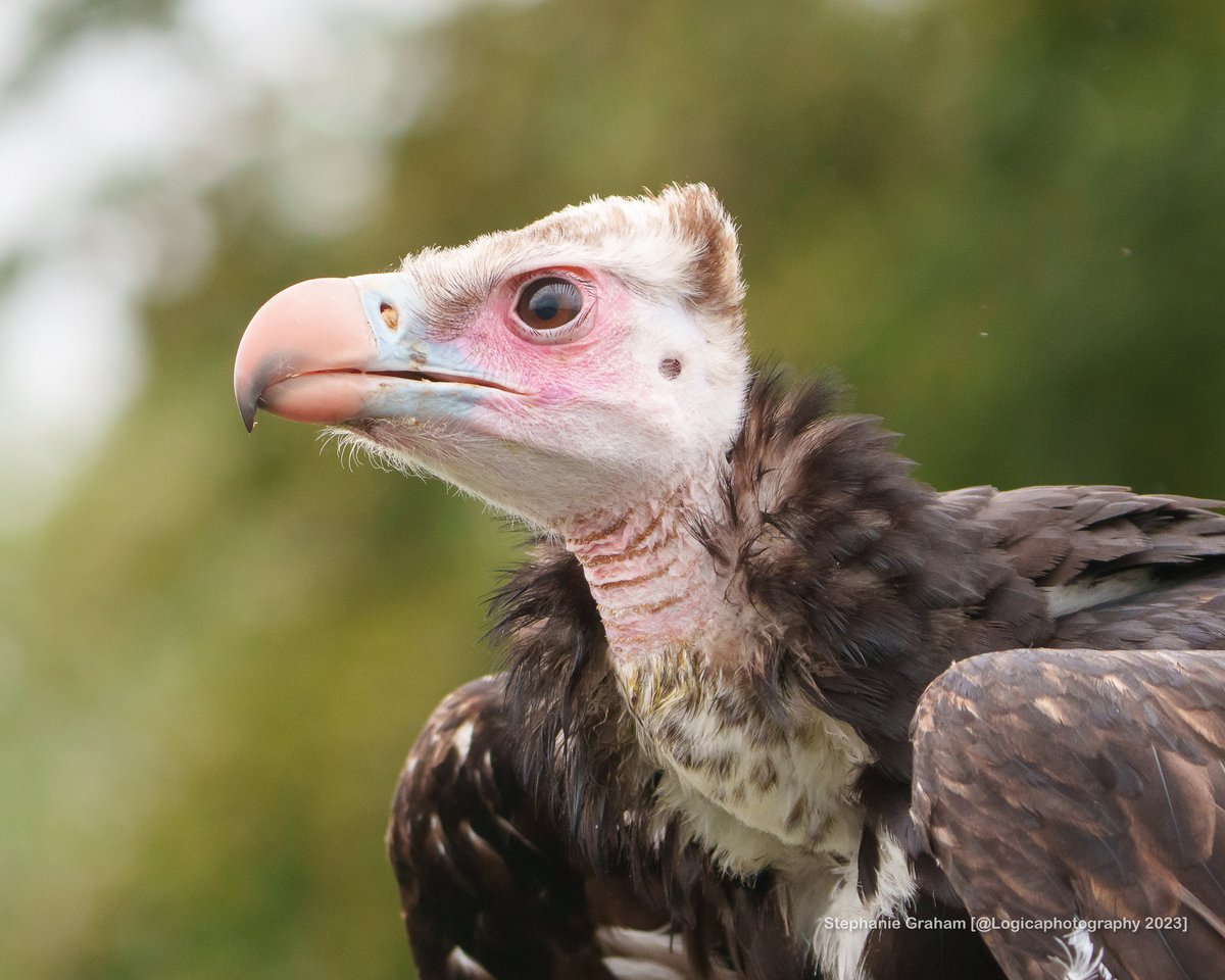 #vulture - white headed vulture