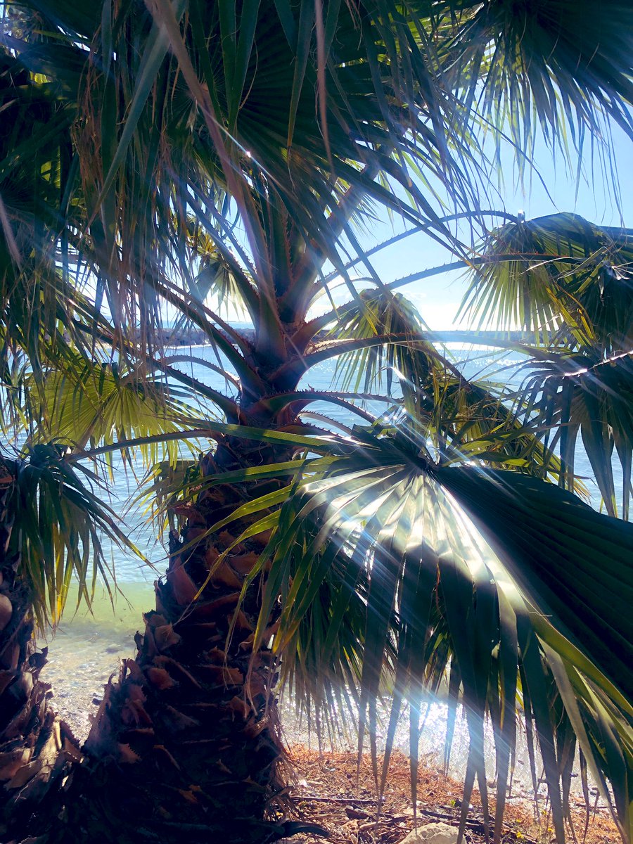 zeLaure_'s tweet image. J uste Toujours #Juste ✨de #Vérité 
O #Lumière 
Y oga de #Perfection ✨entre #Visible et #Invisible 
A la #Pulsion #Électrique 
U ne #Intuition 

E cho 
M aître #Hilarion 
E t #Marie 
R ayonnant en ✨l’#Archange #Raphaël 
A ppel en #Choeur 
U n #Désir 
D u #Coeur 
E-lé-mental💫