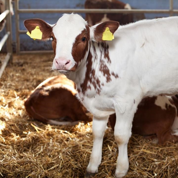 Weaning can be one of the most stressful times for calves.

For more information on weaning, use the link below:
kingshay.com/shop/calf-wean…

#calves #farminguk #britishfarming #livestock #agriculture #livestockfarming #teamdairy #teambeef #youngstock #nutrition #agnutrition