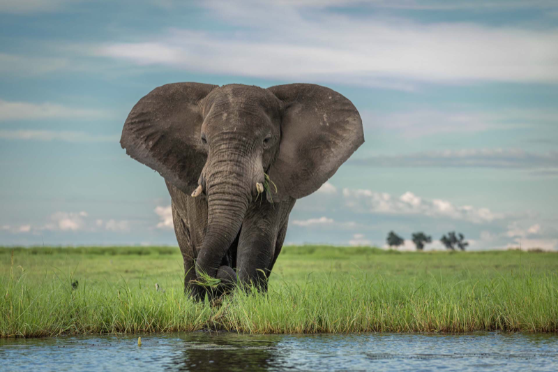 🐘 Elephants: the cancer-resistant giants? New Science research suggests that elephants' unusual resistance to #cancer may come at a cost: they may be more susceptible to infection.🦠 Read more:bit.ly/3Jzt1Pu #CancerResistance #NatureWorld #Insight #BGIGeneTest