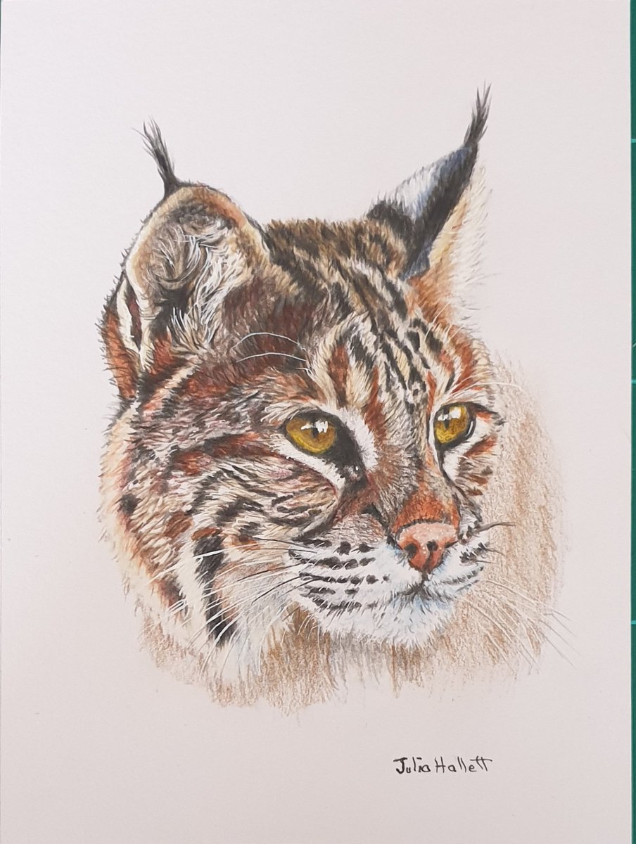 This beautiful Bobcat sent yesterday my art card for this year to #postcardartexhibit24 insupport of @MillHouseMcK #artistssupportingartists #artforacause