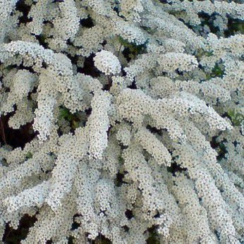 I can, however, imagine that Spiraea arguta would associate very happily with the Japanese ornamental cherry Tai-Haku whose huge white flowers should emerge at the same time. #gardening alnwickgarden.com/the-garden/che… theguardian.com/lifeandstyle/2…