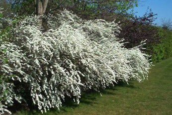 Obviously the pure candour of its [Spiraea arguta] whiteness would look best against a dark background of a yew hedge or any dark shrubs If yew is not available. #gardening theguardian.com/lifeandstyle/2…