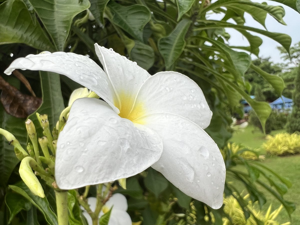 iTannu's tweet photo. Flower photography. Share a #singleflower https://t.co/BNitZ37nFq