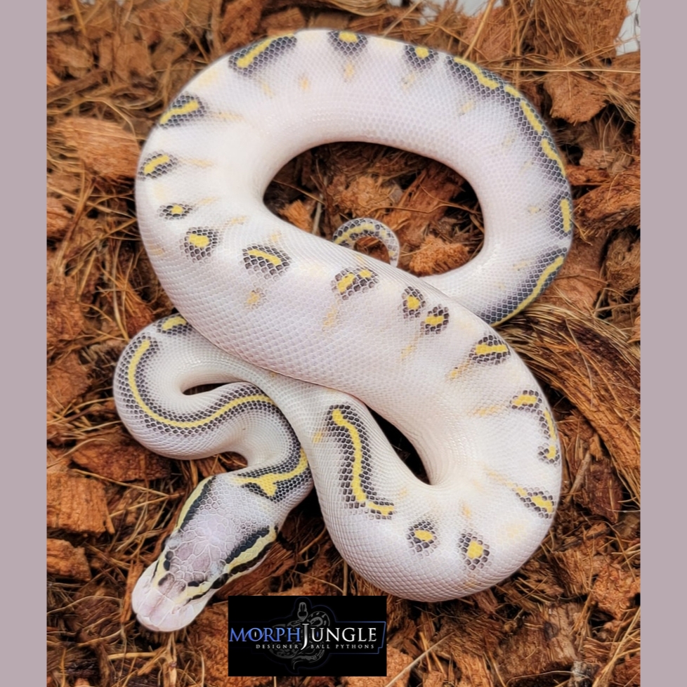 È bellissimo! 😃 Pastel Enchi GHI Highway Ball Python (Python regius). Foto: Morph Jungle. #baby #snake #reptile #livingart #lareptile #lareptiles #breeding #ballpython #royalpython #pythonregius #livingartreptile #livingartreptiles