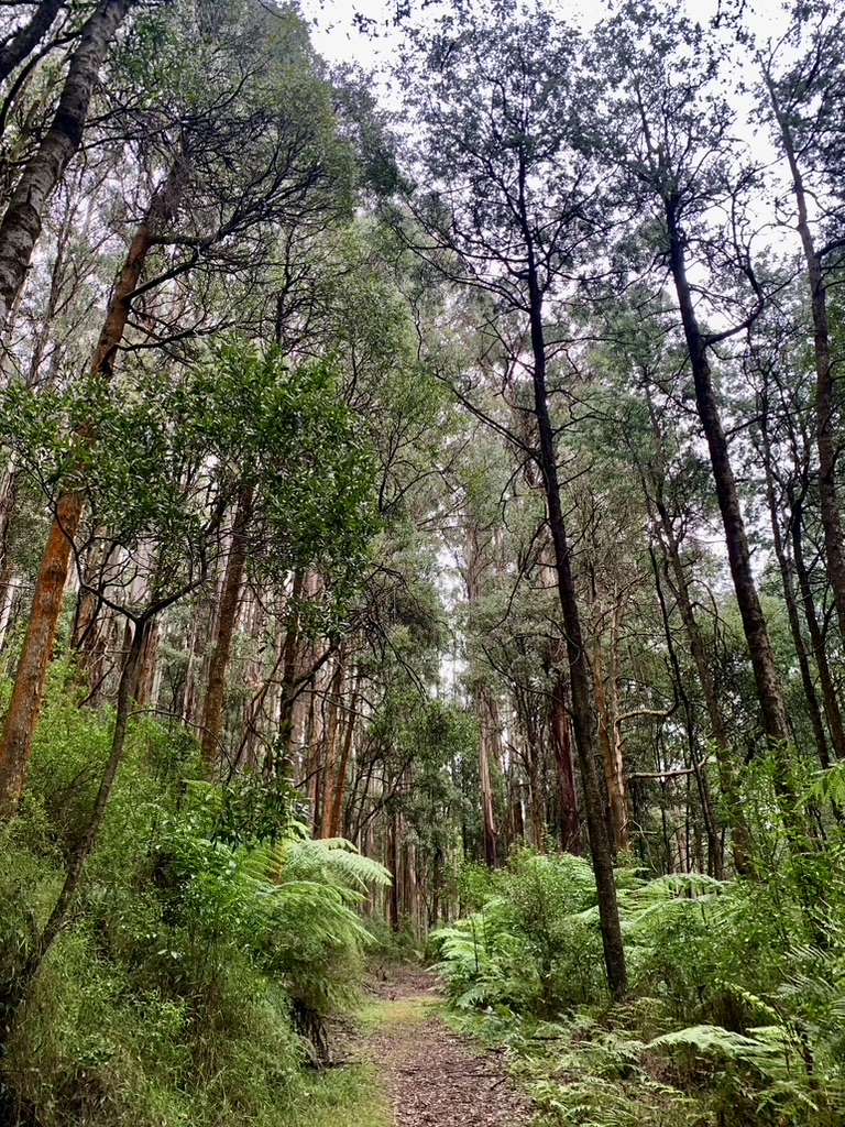 Five days left! We’ve a chance to protect these habitats from destructive rogue logging, mining and other extractive industries. Time for the creation of new national parks and conservation areas. Please fill out survey! #savethetrees #savetheforests vnpa.org.au/central-highla…