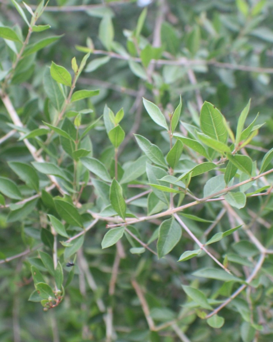 Can you guess what this tree is? Hint: the leaves are used to make a paste which dyes hair, skin and fabric. Put your answer below 👇