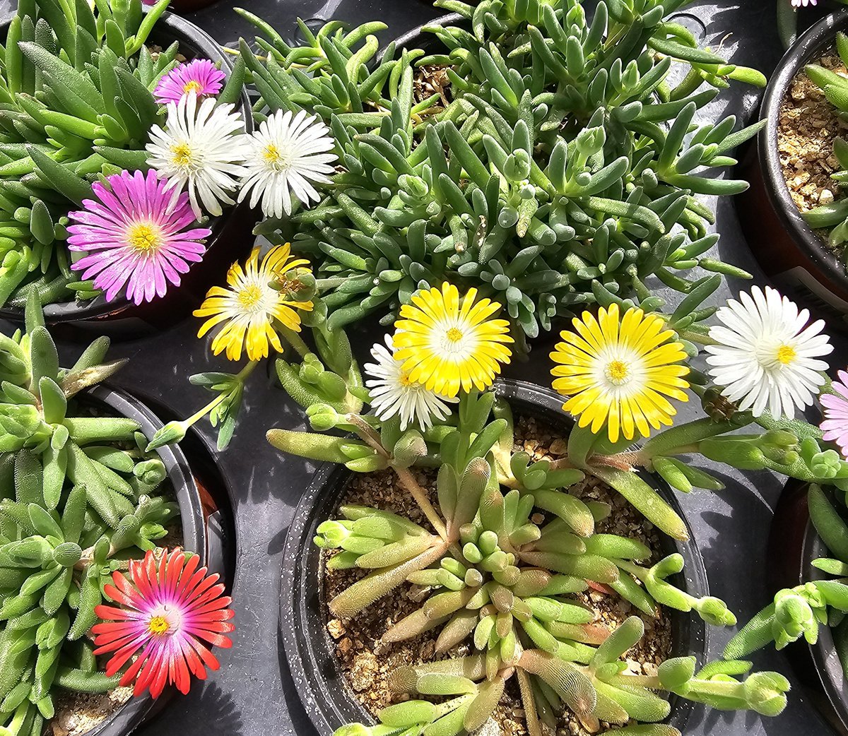 maybb0605's tweet image. #다육이