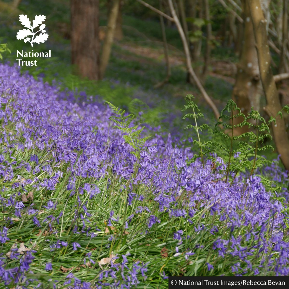 In the April sunshine, bluebells are carpeting the woods at Mottistone & Borthwood Copse, & the bracken covered slopes of Ventnor Downs. Want to help look after them? By not standing on bluebells, staying on paths & not picking them, we can all protect this springtime favourite.