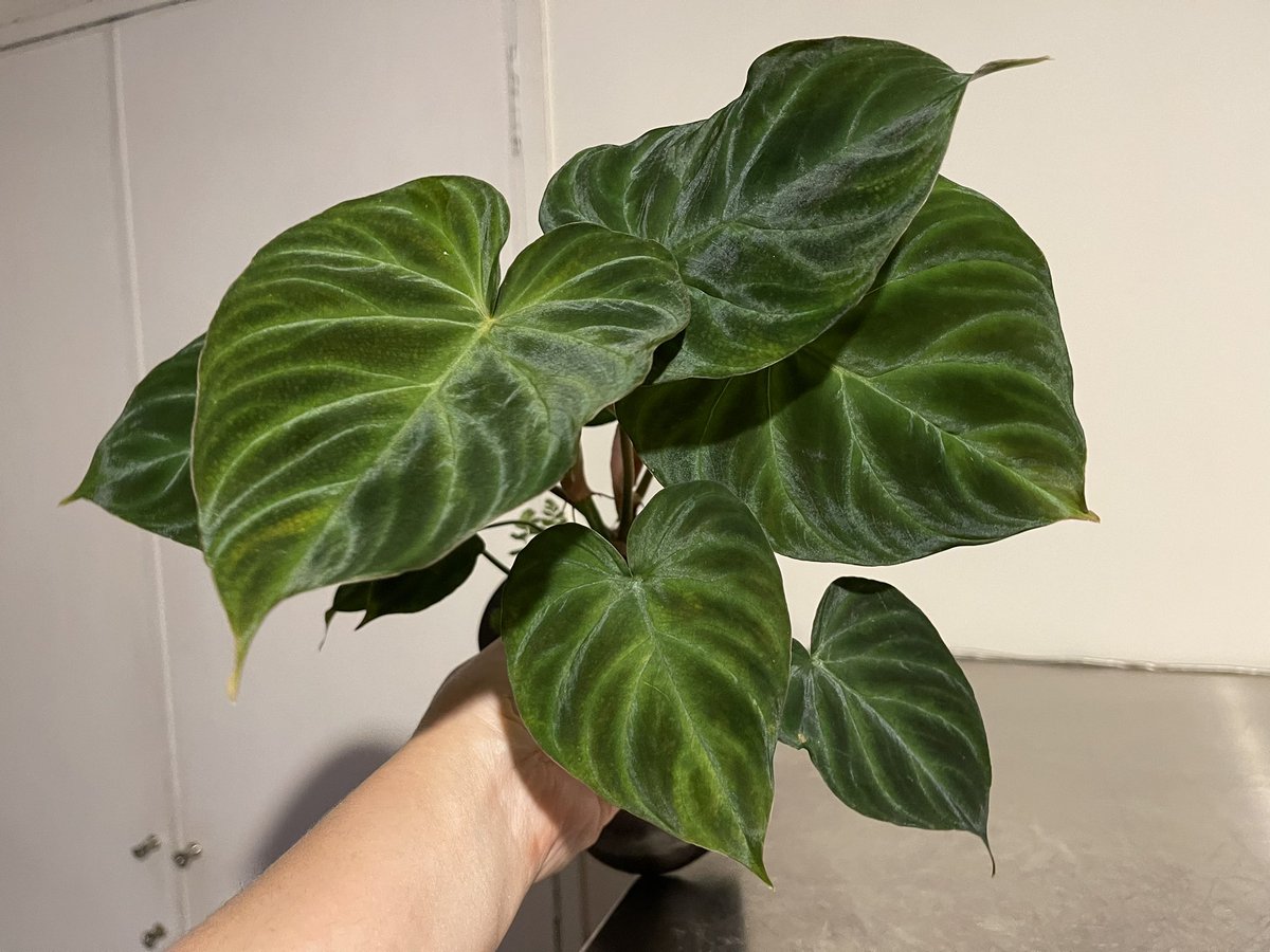 Philodendron verrucosum Costa Rica
一時期は茎1節になって消滅の危機からここまで回復しました。
高湿度ホマのケースは絶大