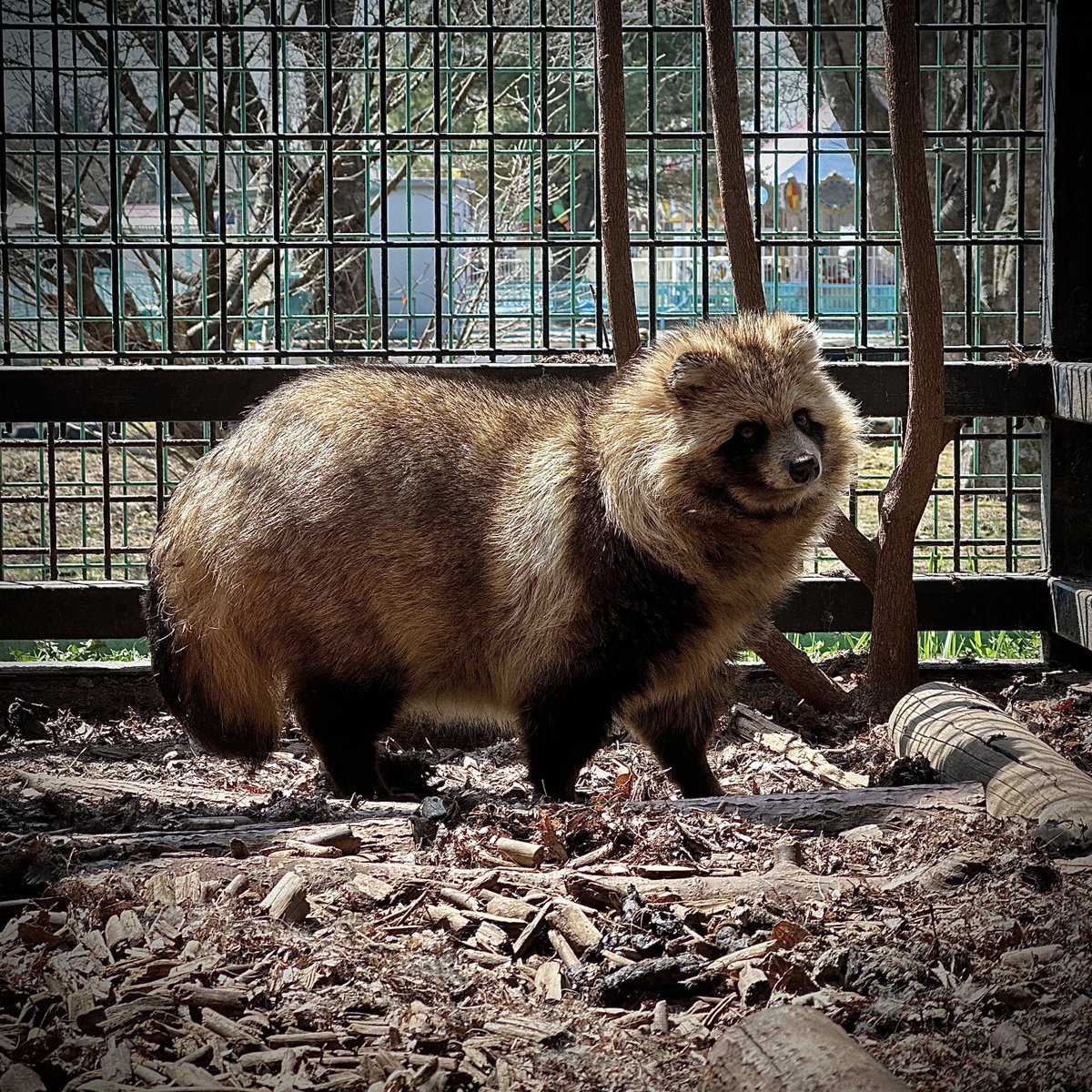 いろんな角度のエゾタヌキ。
#エゾタヌキ　　#raccoondog
#モユクカムイ   #今日のたぬき