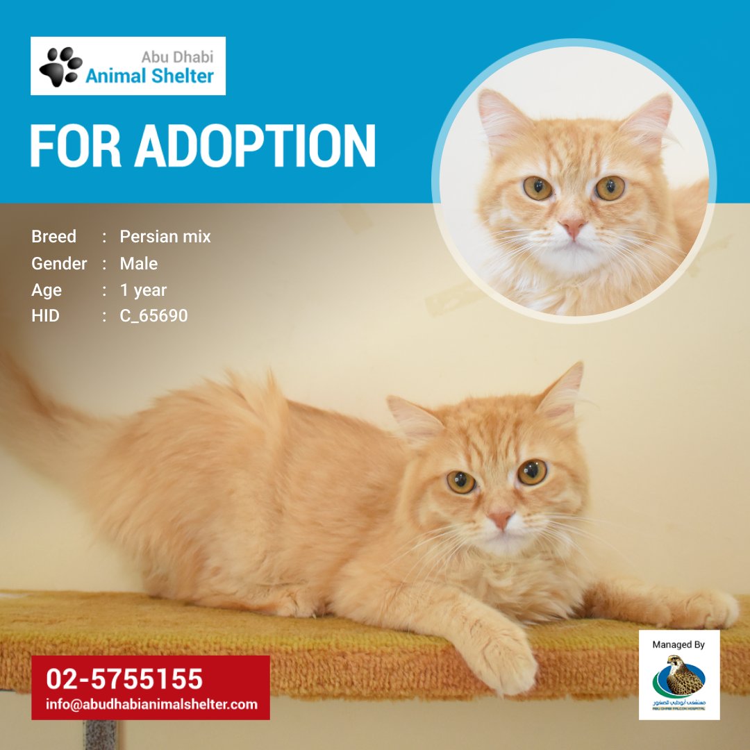 This charming cat is seeking a new loving home! Adopt him to be your new furry companion.
HID: C_65690
To see the full list of adoption pets, kindly visit: abudhabianimalshelter.com/services/adopt…
#ADAS #AdoptDontShop #AbuDhabi #AnimalShelter # PersianMix #ADASpets