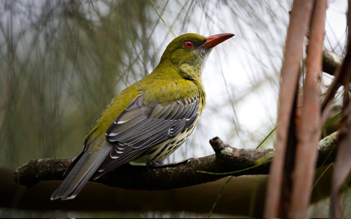 Olive backed Oriole.  Australia.  #BirdGang #birdphotography #BirdsOfTwitter #BirdsSeenIn2024 #birdwatching #birdwatchers #NaturePhotography #nature #WildlifeWednesday #wildlifephotography #wildlife #canon #PhotoMode #PHOTOS