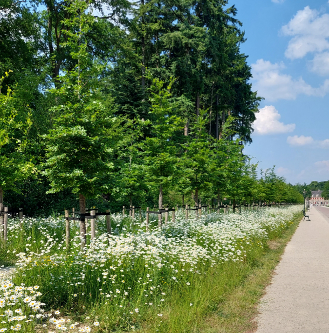 Wist jij dat het zaaien van wilde bloemen en het niet maaien van de berm zorgt voor meer vlinders en bijen?
Ontdek meer weetjes over biodiversiteit terwijl je springt, zoemt en marcheert over de stallenlaan. Meivakantie op Paleis Het Loo: paleishetloo.nl/bezoek/agenda/…